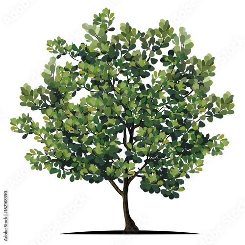 Beautiful tree on a white background