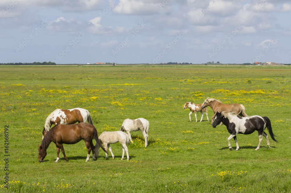 Obraz premium Horses on a meadow