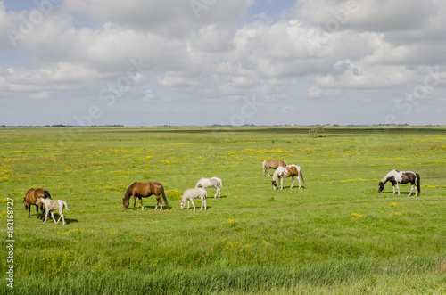 Horses on Meadow