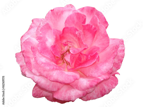 background, beautiful, petal, rose, white, flower, isolated, valentine, gift, blossom, romance, love, color, single, nature, beauty, plant, bloom, card, holiday, green, celebration, summer, close-up, 