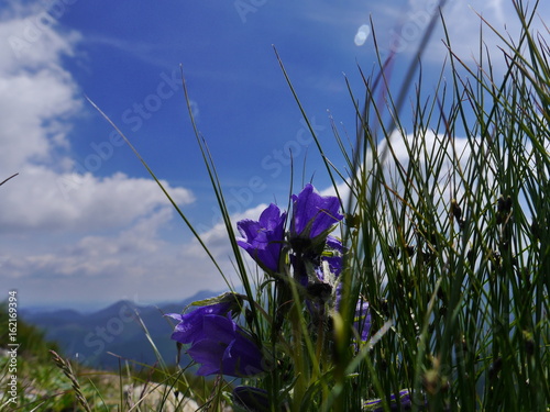 dzwonek alpejski fioletowy w Tatrach