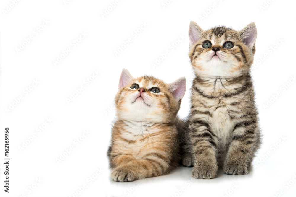 Zwei Kätzchen blicken nach oben