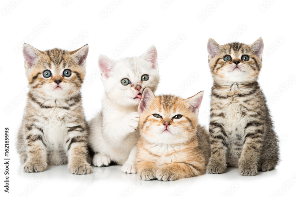 Vier britisch Kurzhaar Kätzchen