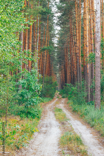 road in forest photo