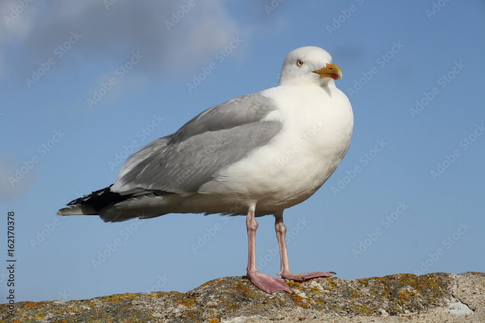 Obraz premium Seagull Sitting on a Wall