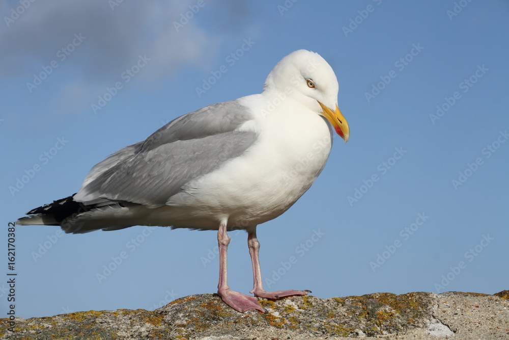 Fototapeta premium Seagull Sitting on a Wall