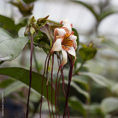 Strophanthus preussii