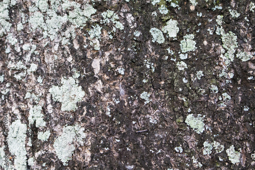 Old tree bark surface with green lichen and moss. Raw wood board surface.