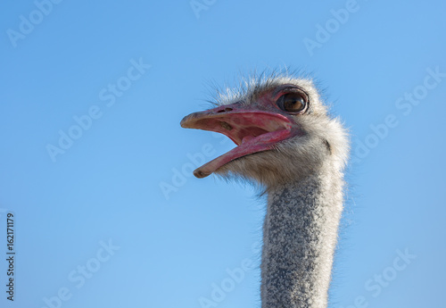 Ostrich bird head and neck with open beak front portrait closeup