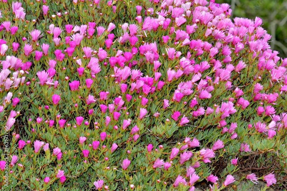 Jolies fleurs Ficoïdes en bordure de mer dans les ruelles du Trégor à Plougrescant