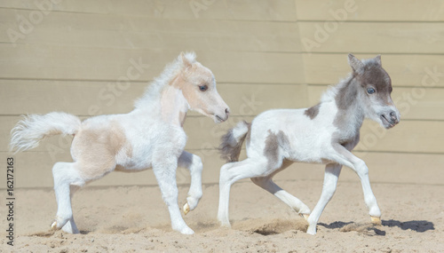 Fototapeta Naklejka Na Ścianę i Meble -  American miniature horse. Two newly born pinto foals on walk.