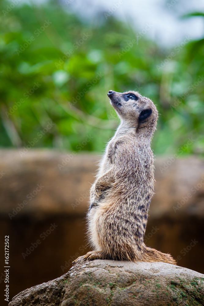 Fototapeta premium Meerkat (Suricata suricatta) sentry
