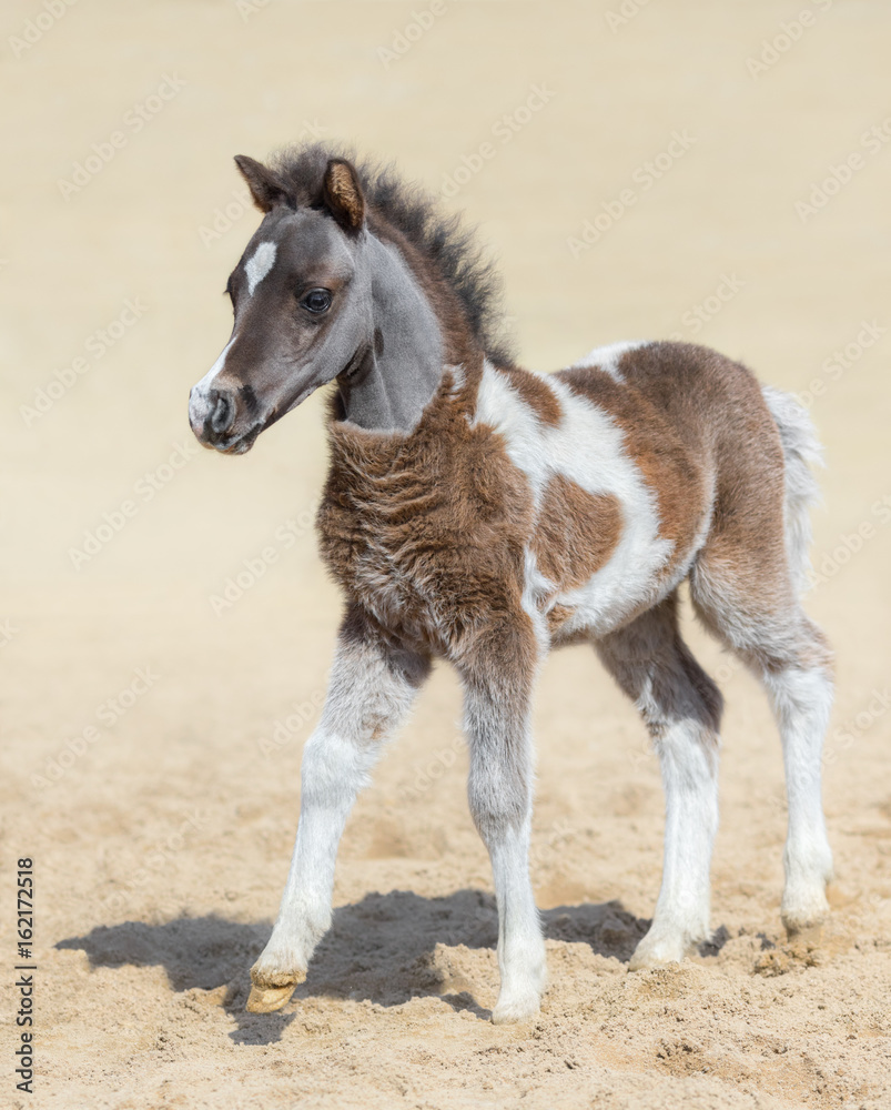 American miniature horse. Silver bay skewbald foal. American miniature horse. Silver bay skewbald foal.