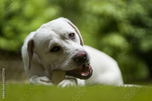 Hungriger labrador retriever hund welpe frisst ein Leckerli im Garten und nutzt daf  r seine Pfoten