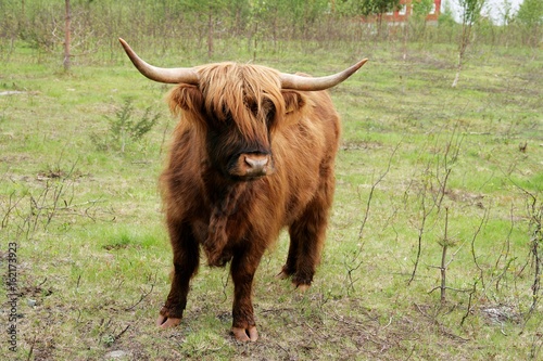Scottish highland cow on pasture