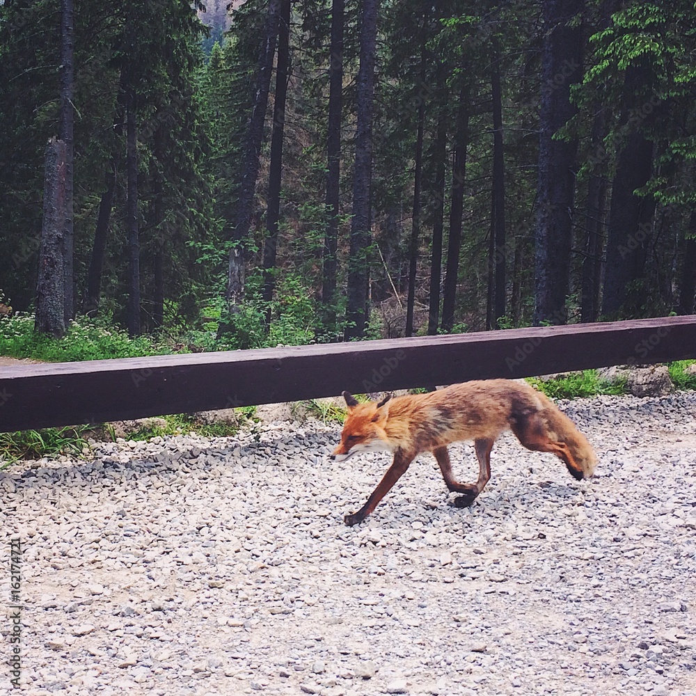 Fox runs through the forest