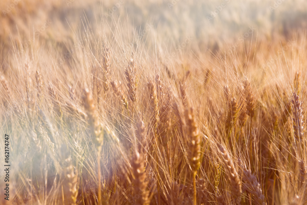 Wheat field. Ears of golden wheat close up. Rural Scenery under Shining Sunlight. Background of ripening ears of meadow wheat field. Rich harvest Concept