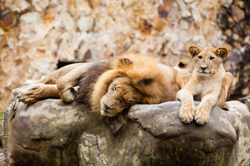Fototapeta Naklejka Na Ścianę i Meble -  Lion (Panthera leo) resting on top of a rock