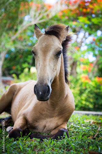Foto Brown foal horse relaxing in tropical garden