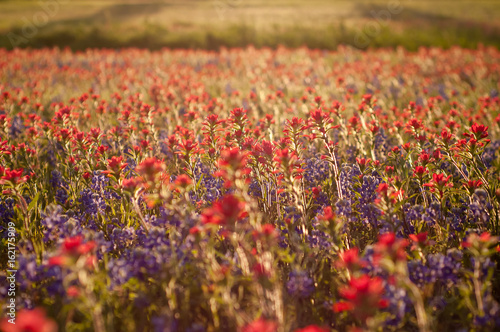 Indian Paintbrush