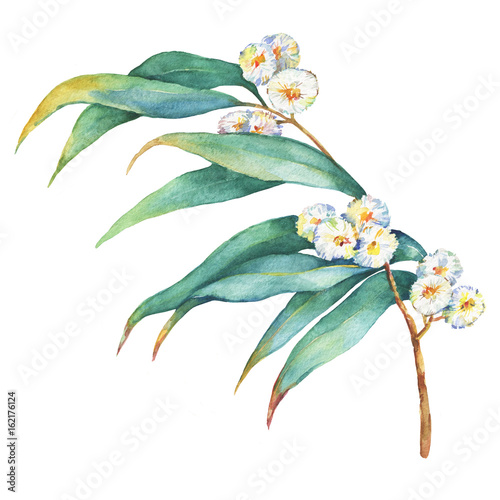 A branch of  Eucalyptus melliodora  flowers, plant also known as Yellow Box Gum. Watercolor hand drawn painting illustration, isolated on white background. photo
