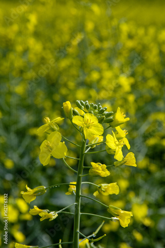 LAVOURA DE CANOLA