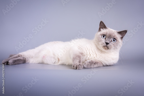 Scottish Fold small cute kitten blue colorpoint white © Irina Sokolovskaya