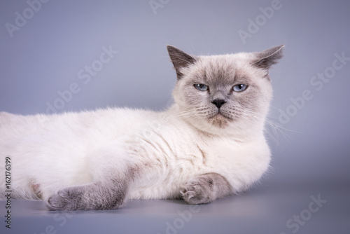 Scottish Fold small cute kitten blue colorpoint white