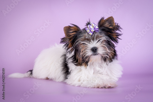 Beautiful Yorkshire Terrier Dog on color background