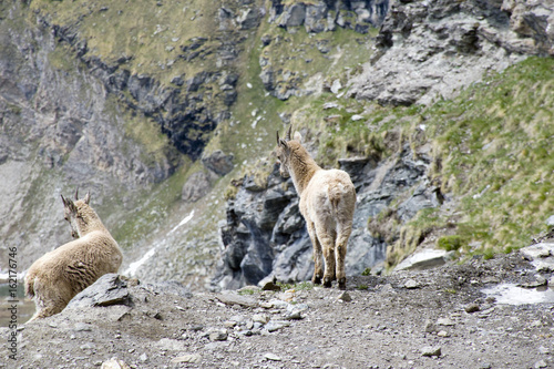 Giovani camosci sulle pendici della montagna  alla ricerca di cibo.