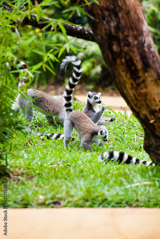 Obraz premium Ring-tailed lemur (Lemur catta) in captivity