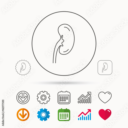 Kidney icon. Transplantation organ sign. Nephrology symbol. Calendar, Graph chart and Cogwheel signs. Download and Heart love linear web icons. Vector