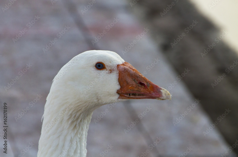 White goose