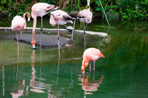 American flamingo  Phoenicopterus ruber  in captivity