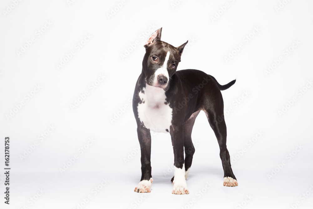 Dog staford puppy