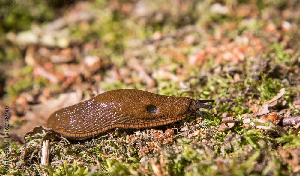 Fototapeta premium Arion vulgaris, iberia snail making problems in gardens