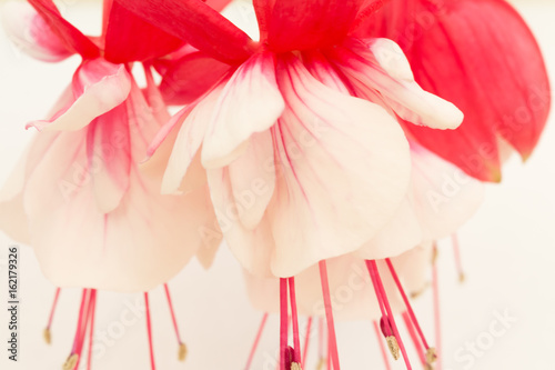 Fuchsia Flower in Red and White photo