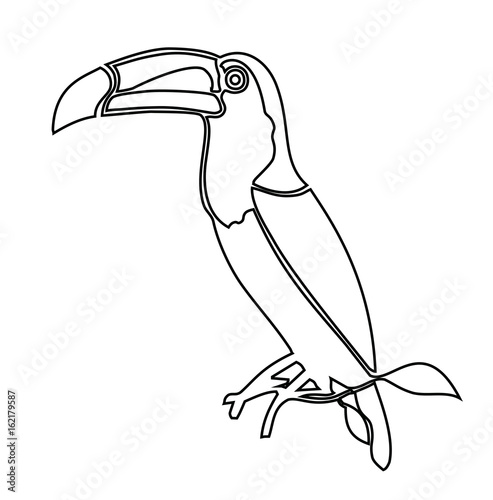Toucan. Coloring book vector illustration
