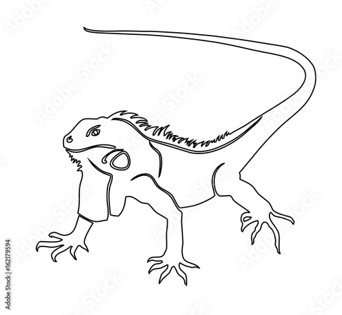 Iguana. Coloring book vector illustration