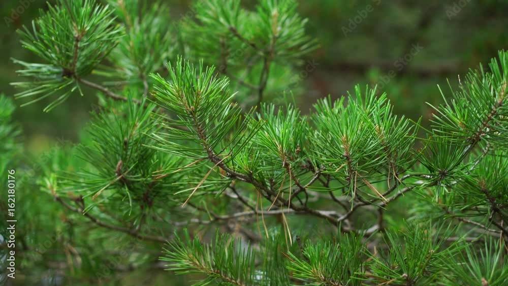 Pine branches swinging in the wind Pine branches swinging in the wind