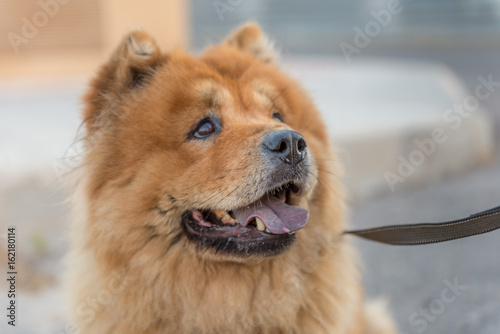 Chow Chow Dog Breed.

