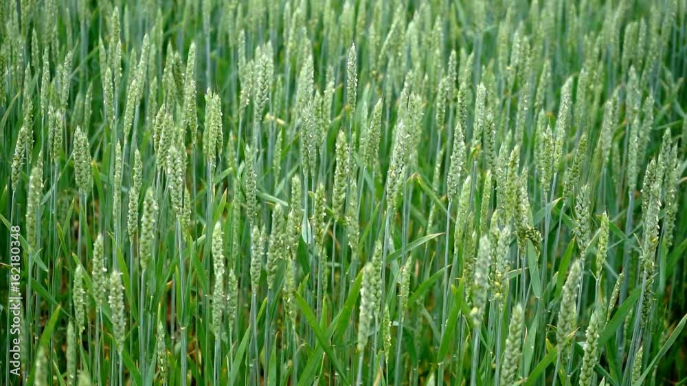 Wheat Green Shoots green field and cloudy sky. Green Wheat Field Wheat Green Shoots green field and cloudy sky. Green Wheat Field