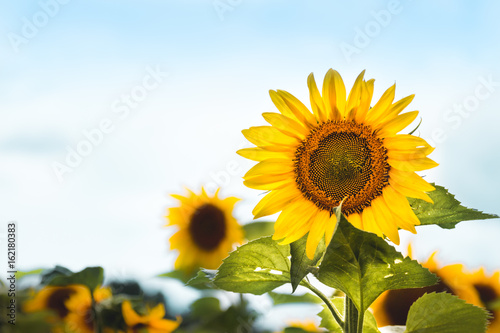 Fototapeta Naklejka Na Ścianę i Meble -  Sunflowers