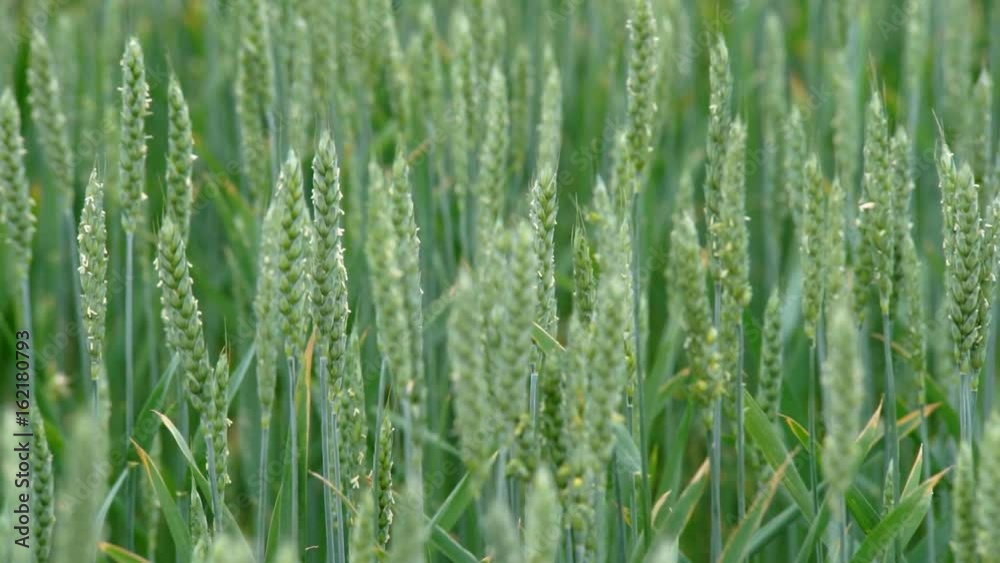 Wheat Green Shoots green field and cloudy sky. Green Wheat Field Wheat Green Shoots green field and cloudy sky. Green Wheat Field