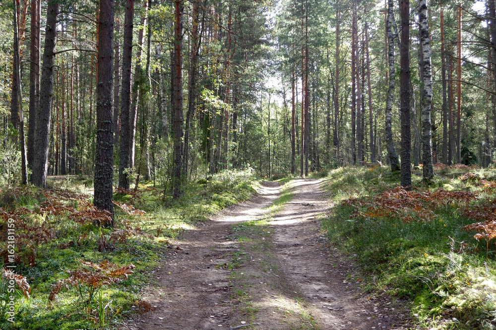 Fototapeta premium Forest road