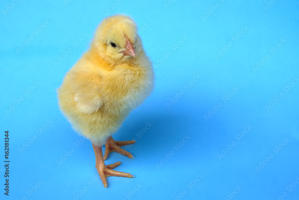 chicken on blue background baby bird hen chick isolated in studio chicken on blue background baby bird hen chick isolated in studio