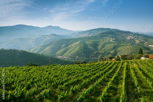 Douro Valley  Portugal. Top view of the vineyards are on a hills.