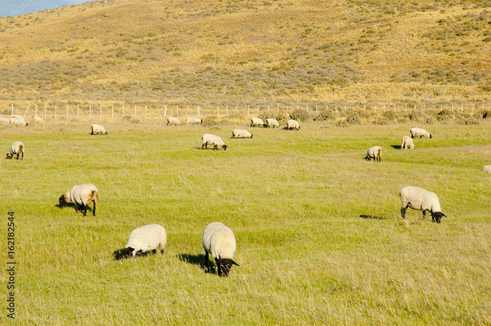 Fototapeta premium Suffolk Sheep - Tierra Del Fuego - Chile