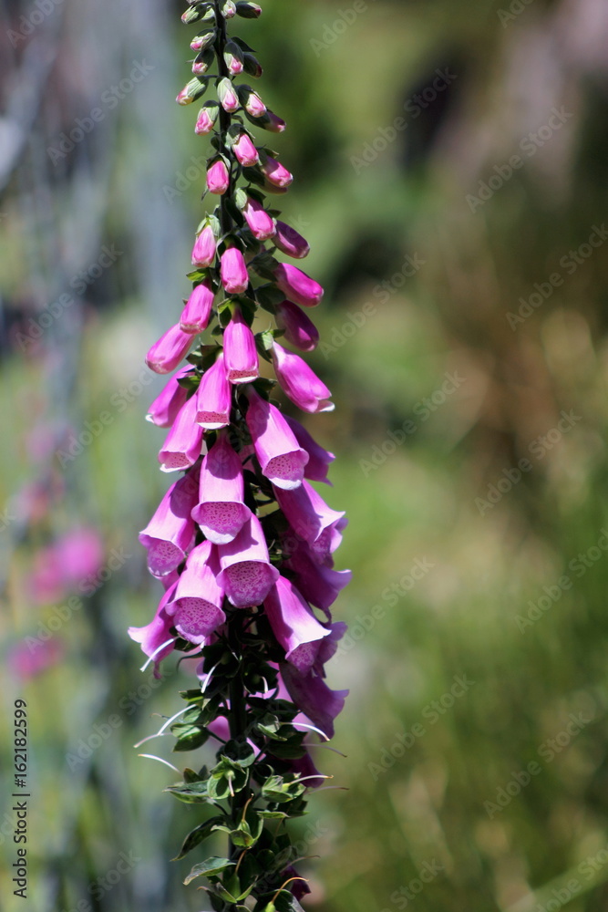 Obraz premium Foxglove