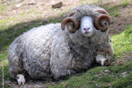Close Up of a Dorset Ram photo
